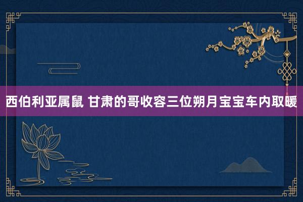 西伯利亚属鼠 甘肃的哥收容三位朔月宝宝车内取暖