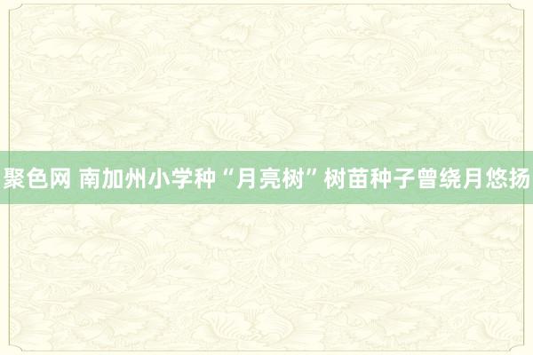 聚色网 南加州小学种“月亮树”树苗种子曾绕月悠扬