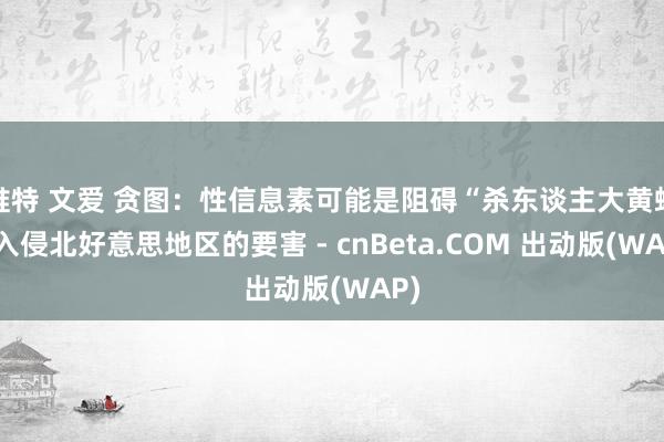 推特 文爱 贪图：性信息素可能是阻碍“杀东谈主大黄蜂”入侵北好意思地区的要害 - cnBeta.COM 出动版(WAP)